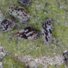 Lampanella minima