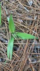 Eryngium yuccifolium