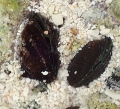 Brachidontes domingensis