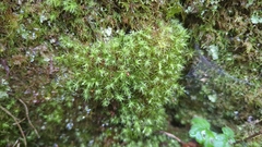 Bartramia pomiformis