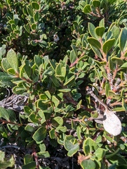 Arctostaphylos pacifica