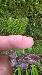 Bartramia pomiformis