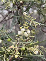 Ornithostaphylos oppositifolia