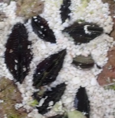 Brachidontes domingensis