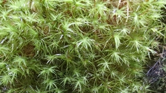 Bartramia pomiformis