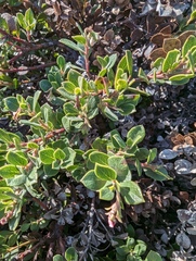 Arctostaphylos pacifica