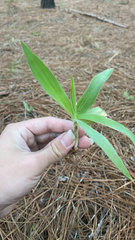 Eryngium yuccifolium