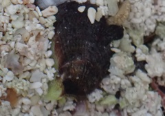 Brachidontes domingensis