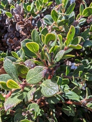 Arctostaphylos pacifica