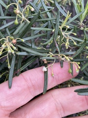 Ornithostaphylos oppositifolia
