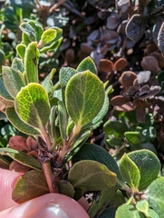 Arctostaphylos pacifica