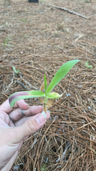 Eryngium yuccifolium
