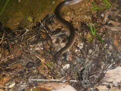 Stegonotus australis