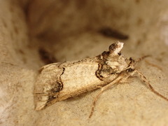 Declana junctilinea