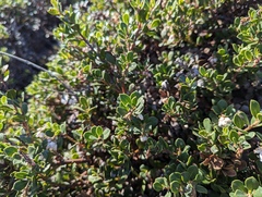 Arctostaphylos pacifica