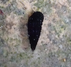 Lampanella minima