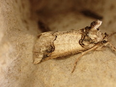 Declana junctilinea