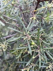 Ornithostaphylos oppositifolia