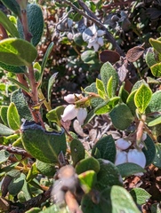 Arctostaphylos pacifica