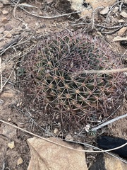Mammillaria meiacantha