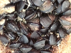 Brachidontes domingensis