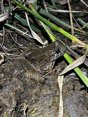 Leptodactylus wagneri