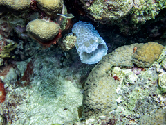 Canthigaster rostrata