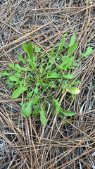 Rumex hastatulus