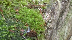 Bartramia pomiformis