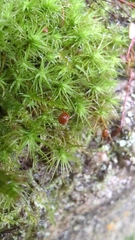 Bartramia pomiformis