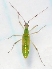 Dicyphus famelicus