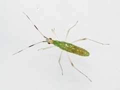 Dicyphus famelicus