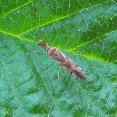 Dicyphus famelicus
