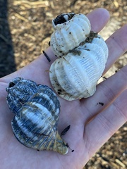 Fusitriton oregonensis