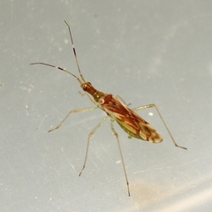 Dicyphus famelicus