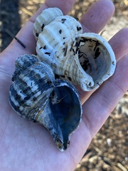 Fusitriton oregonensis