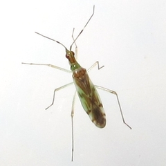 Dicyphus famelicus