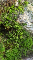 Scleropodium obtusifolium