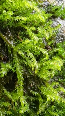 Scleropodium obtusifolium