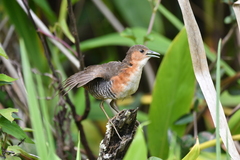 Laterallus melanophaius