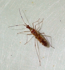 Dicyphus famelicus