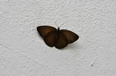 Cissia phronius