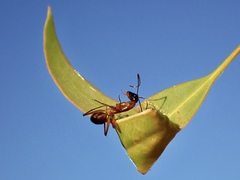Camponotus consobrinus