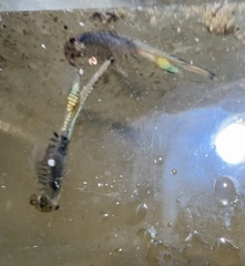 Branchinecta cornigera