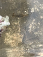 Branchinecta cornigera