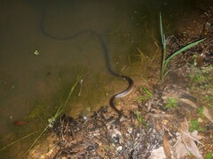 Stegonotus australis