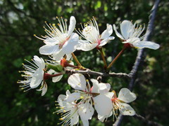 Prunus nigra