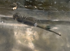 Branchinecta cornigera