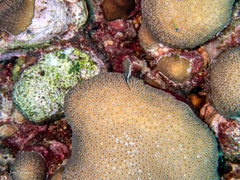 Coryphopterus lipernes