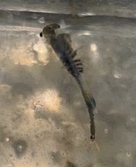 Branchinecta cornigera